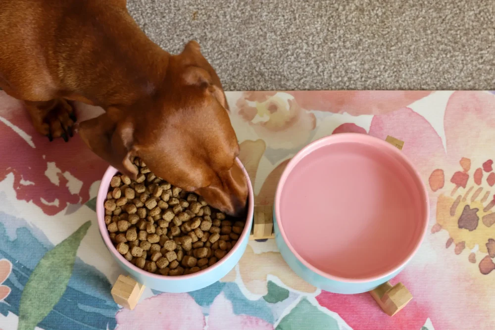 Dog Ceramic Pet Bowls With Bamboo Stand Outer Blue Inner Pink - Image 3