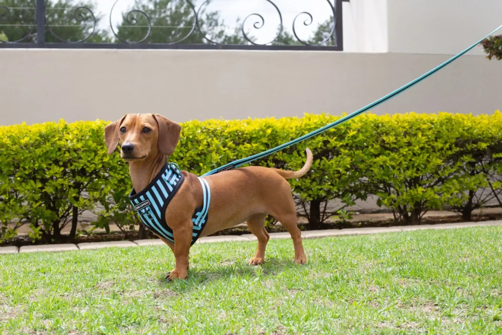 Adjustable Harness - Aqua Stripes - Image 9