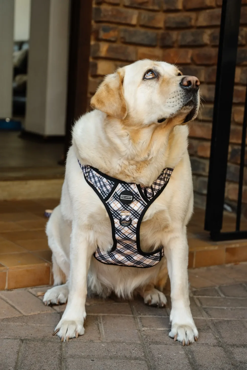 All-Rounder Harness - Plaids - Image 15