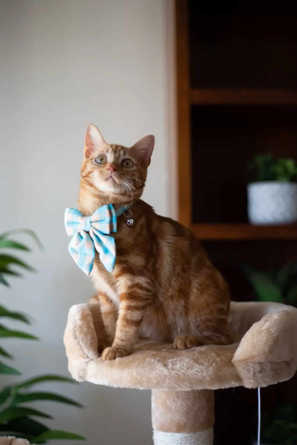 Cat Collar - Bow-Tiful - Blue - Image 5