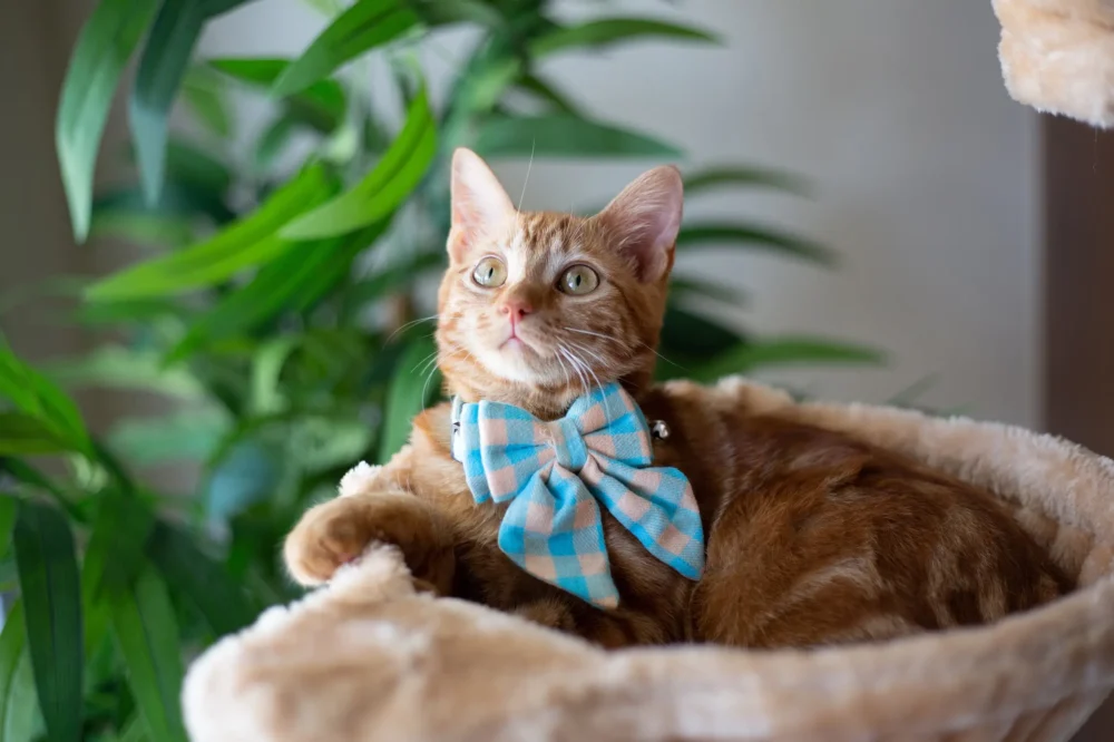 Cat Collar - Bow-Tiful - Blue - Image 6