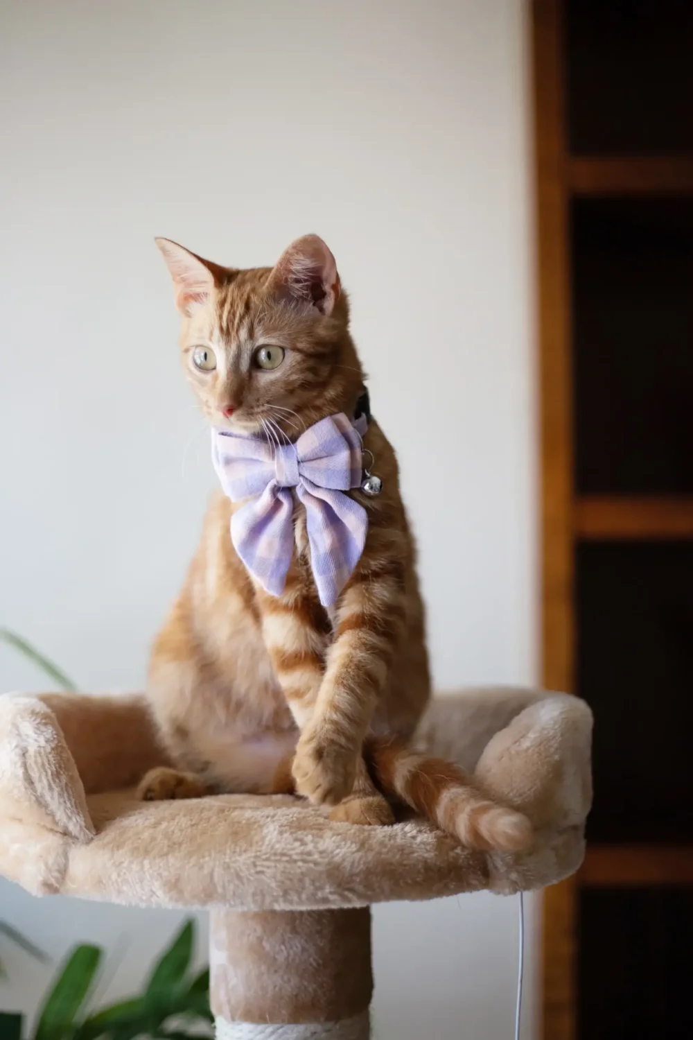 Cat Collar - Bow-Tiful - Pink - Image 6