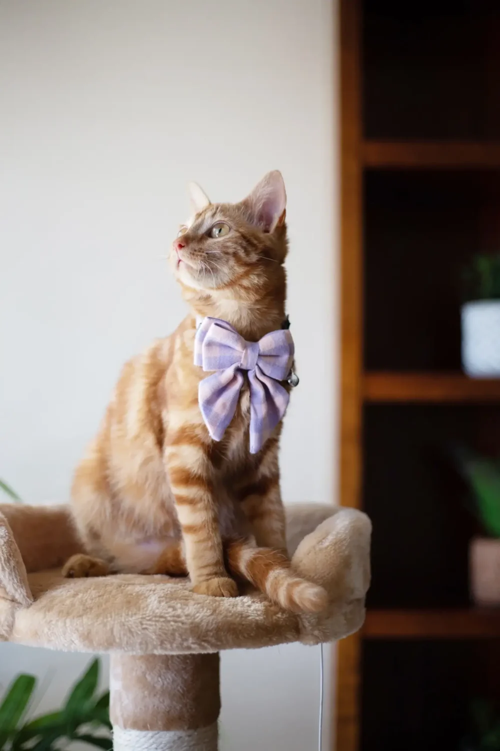 Cat Collar - Bow-Tiful - Pink - Image 5