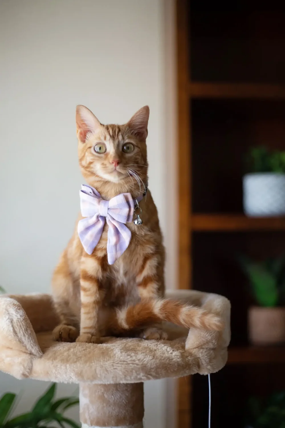 Cat Collar - Bow-Tiful - Pink - Image 7