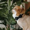 Cat Collar - Velvet - Black - Image 10