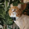 Cat Collar - Velvet - Black - Image 9