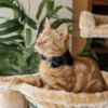 Cat Collar - Velvet - Black - Image 7