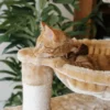 Cat Collar - Velvet - Brown - Image 6