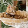 Cat Collar - Velvet - Brown - Image 7
