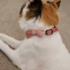 Cat Collar - Velvet - Pink - Image 10