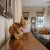 Cat Collar - Velvet - Pink - Image 7