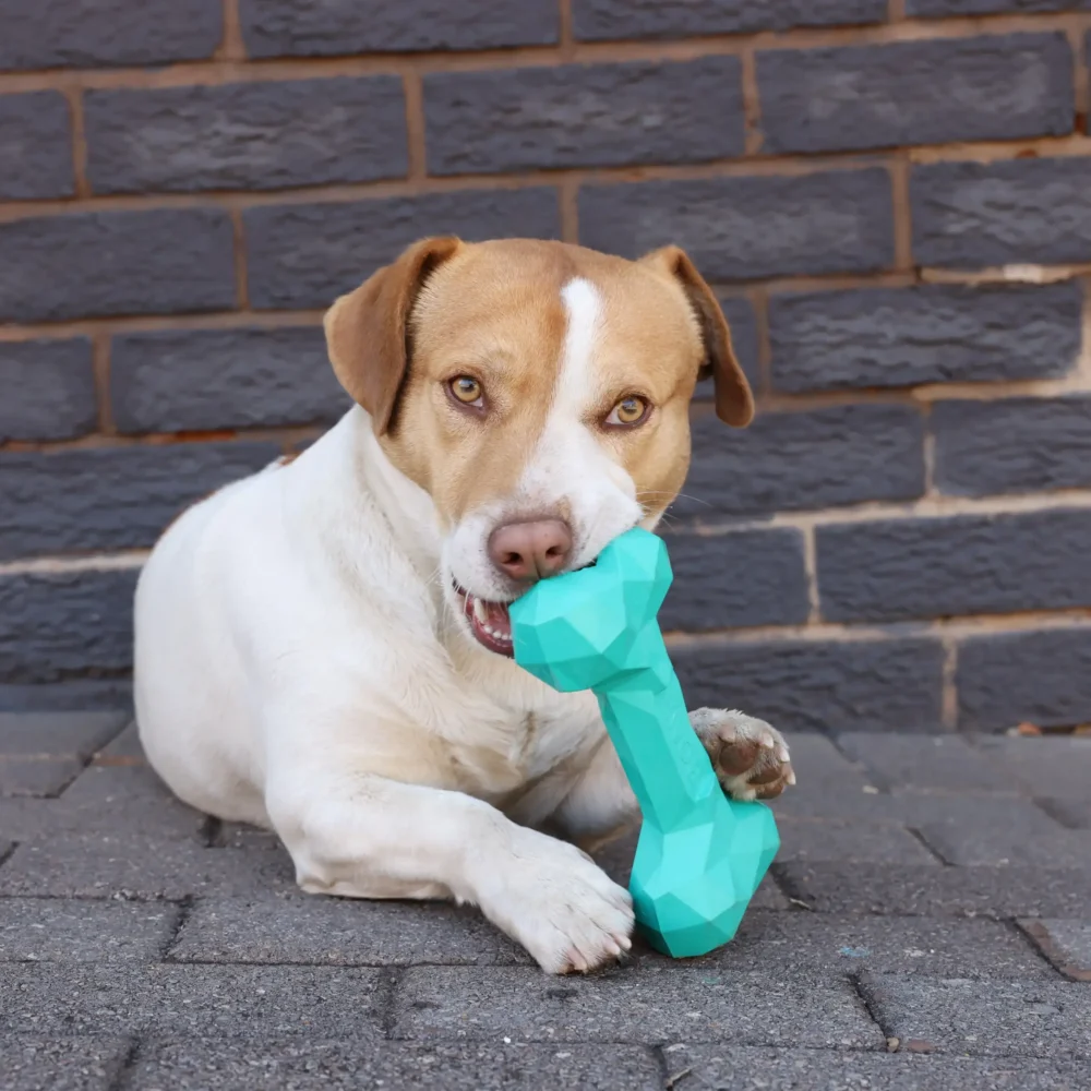 Chew Toys For Dogs - Diamond Bone - Large - Aqua - Image 7