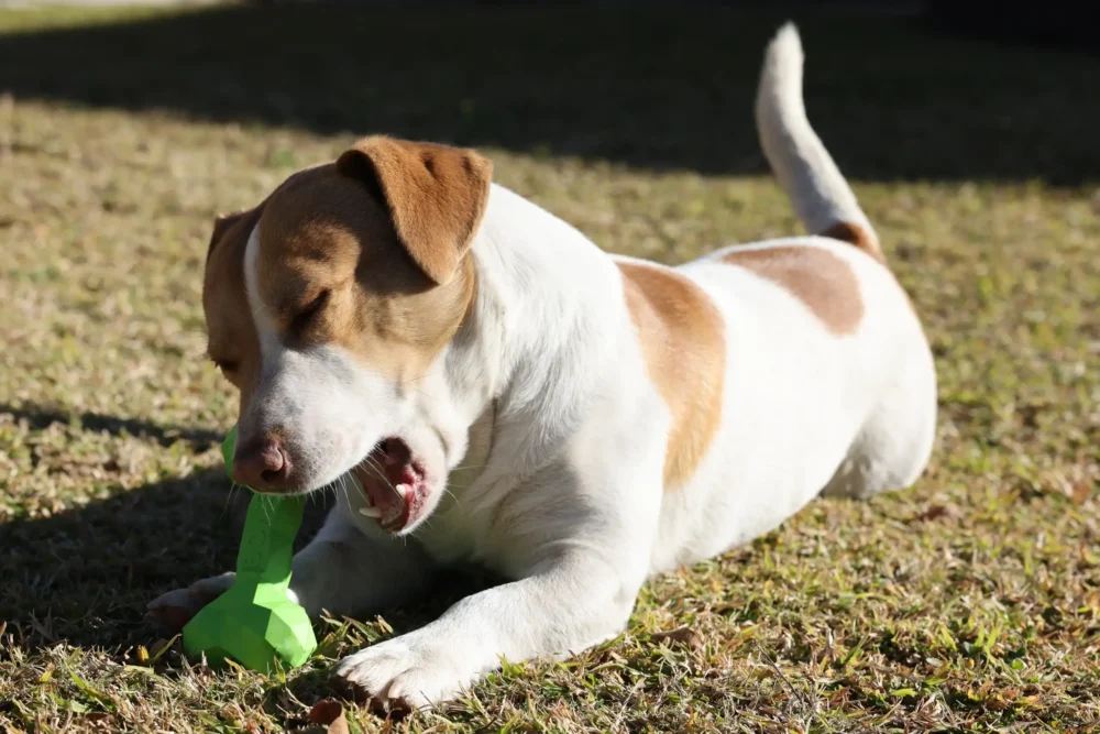 Chew Toys For Dogs - Diamond Bone - Medium - Green - Image 10