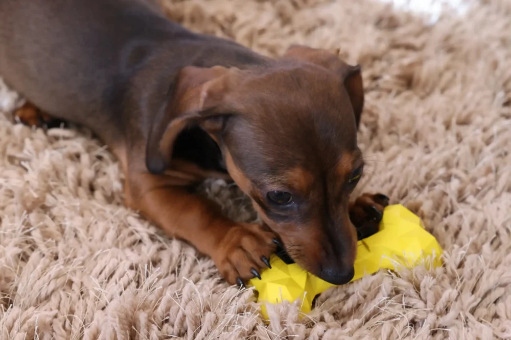 Chew Toys For Dogs - Diamond Bone - Small - Yellow - Image 11