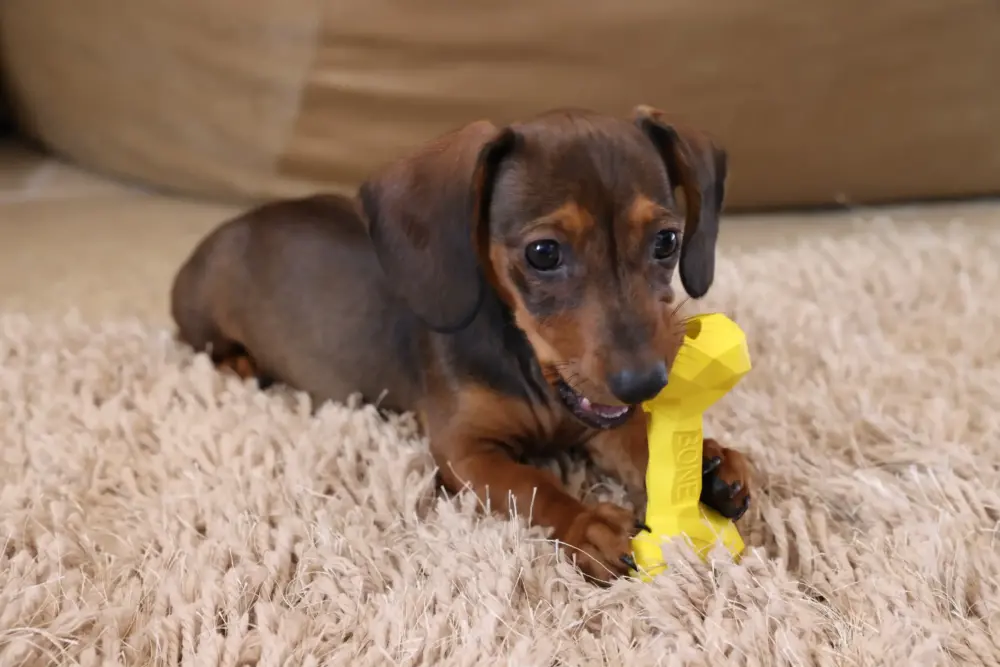 Chew Toys For Dogs - Diamond Bone - Small - Yellow - Image 7