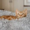 Cat Plush Calming Pet Bed - Light Grey - Image 7
