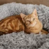 Cat Plush Calming Pet Bed - Light Grey - Image 5