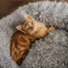 Cat Plush Calming Pet Bed - Light Grey - Image 6