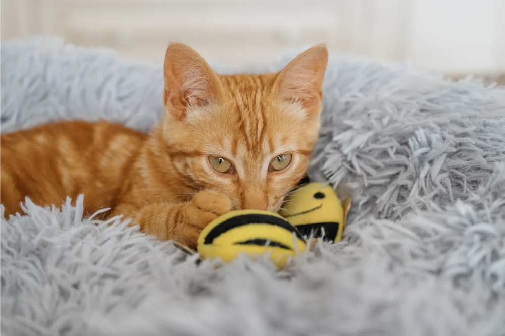 Toys For Cats - Bee Plush Toy With Catnip - Image 6