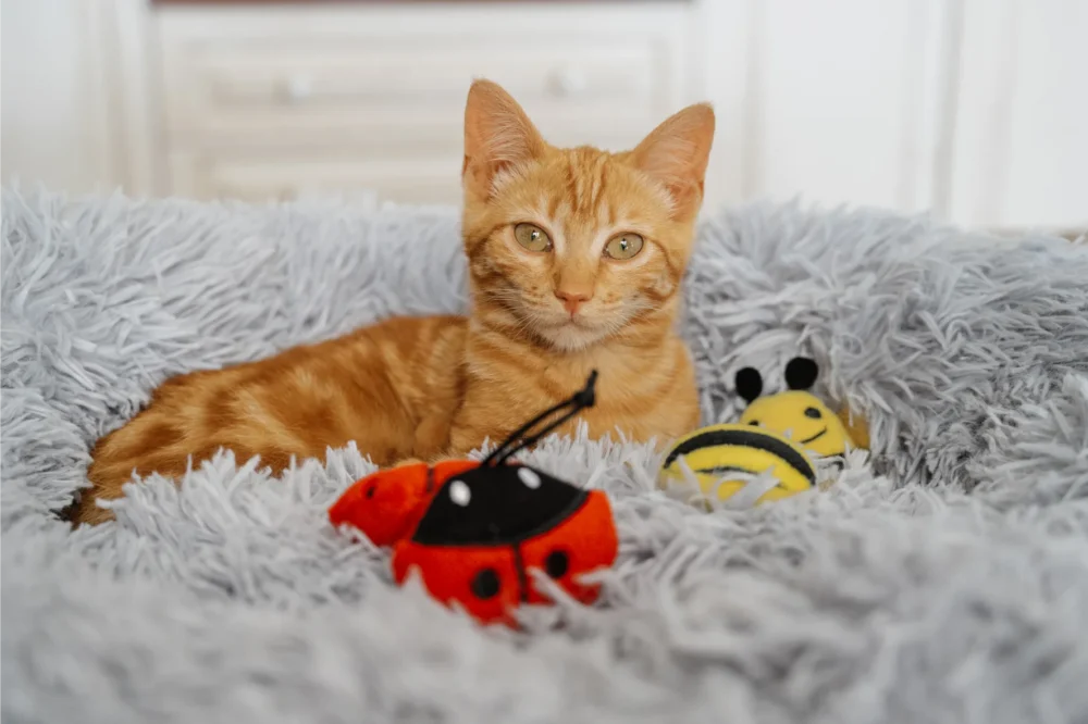 Toys For Cats - Bee Plush Toy With Catnip - Image 5