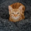 Cat Plush Calming Pet Bed - Dark Grey - Image 7
