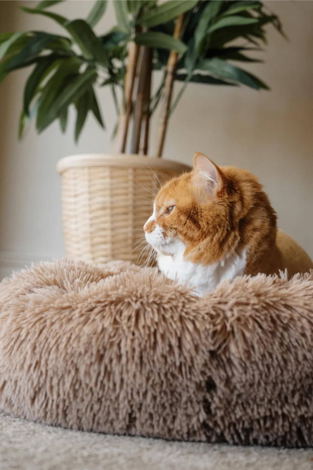 Cat Plush Calming Pet Bed - Cappuccino - Image 3