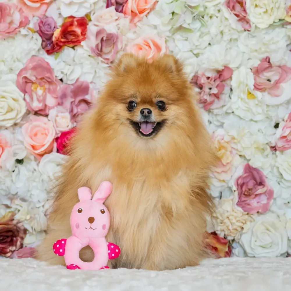 Plush Toys For Dogs - Little Friends Collection - Pinky The Bunny - Image 6