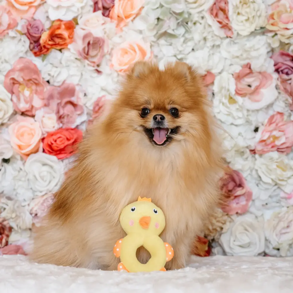 Plush Toys For Dogs - Little Friends Collection - Gina The Duck - Image 6