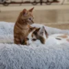 Cat Plush Calming Pet Bed - Light Grey - Image 3