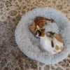 Cat Plush Calming Pet Bed - Light Grey - Image 4