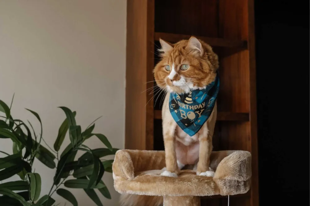 Cat Bandana - Happy Birthday Turquoise - Image 4