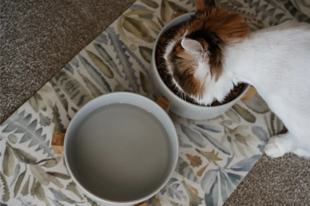 Cat Ceramic Pet Bowls With Bamboo Stand - Grey - Image 6