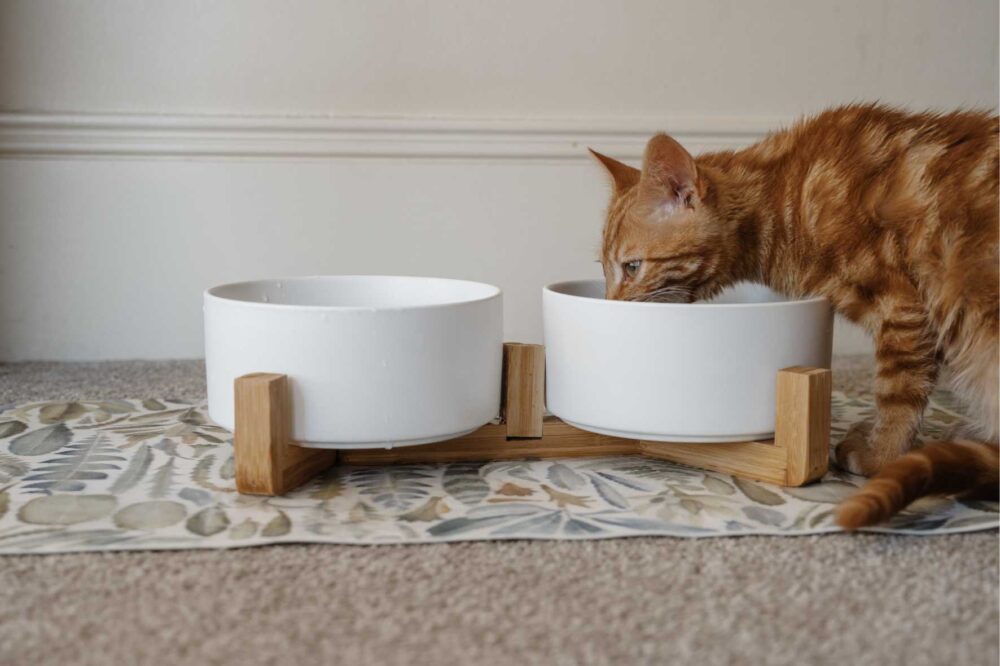 Cat Ceramic Pet Bowls With Bamboo Stand - White - Image 7