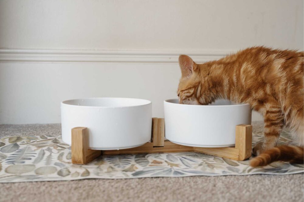 Cat Ceramic Pet Bowls With Bamboo Stand - White - Image 3