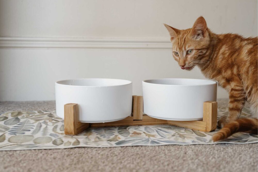 Cat Ceramic Pet Bowls With Bamboo Stand - White - Image 4