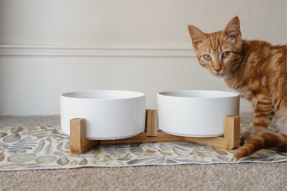 Cat Ceramic Pet Bowls With Bamboo Stand - White - Image 5