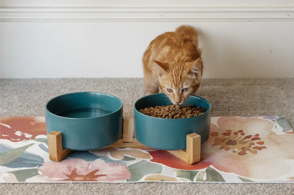 Cat Ceramic Pet Bowls With Bamboo Stand - Green - Image 5