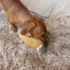 Plush Toys For Dogs - Zoofari Collection - Buddy The Bird - Image 5