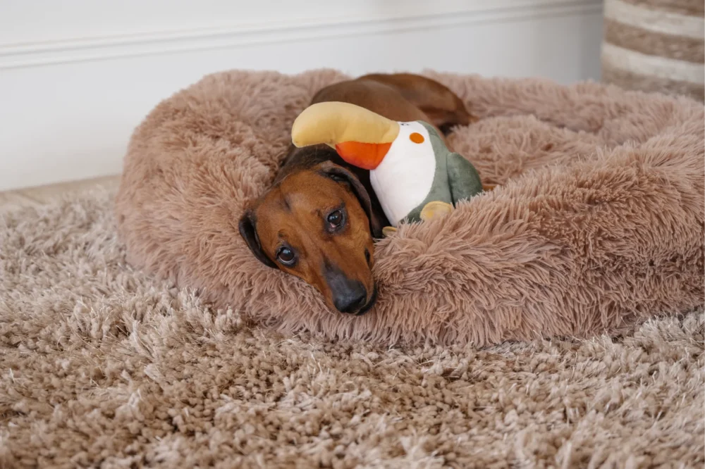 Plush Toys For Dogs - Zoofari Collection - Buddy The Bird - Image 6