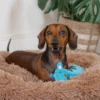 Plush Toys For Dogs - Zoofari Collection - Debra The Zebra - Image 6