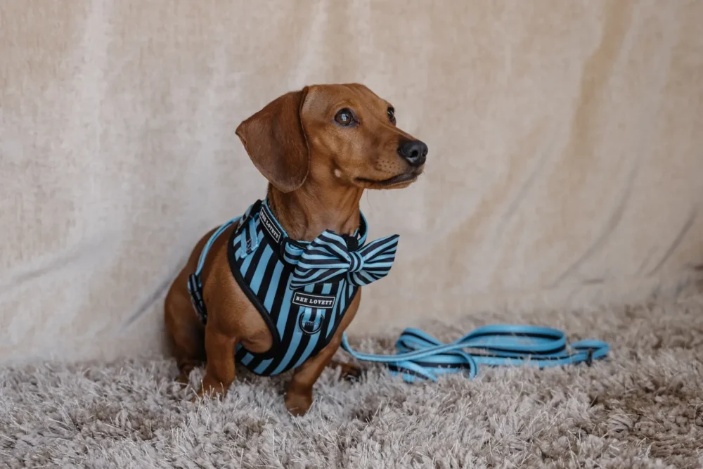 Dog Collar - Aqua Stripes - Image 9