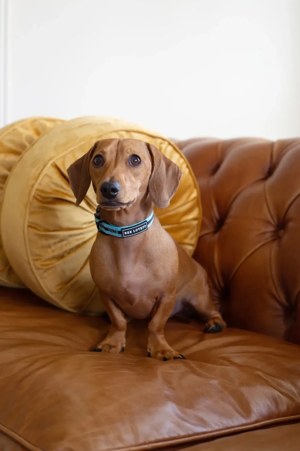 Dog Collar - Aqua Stripes - Image 6