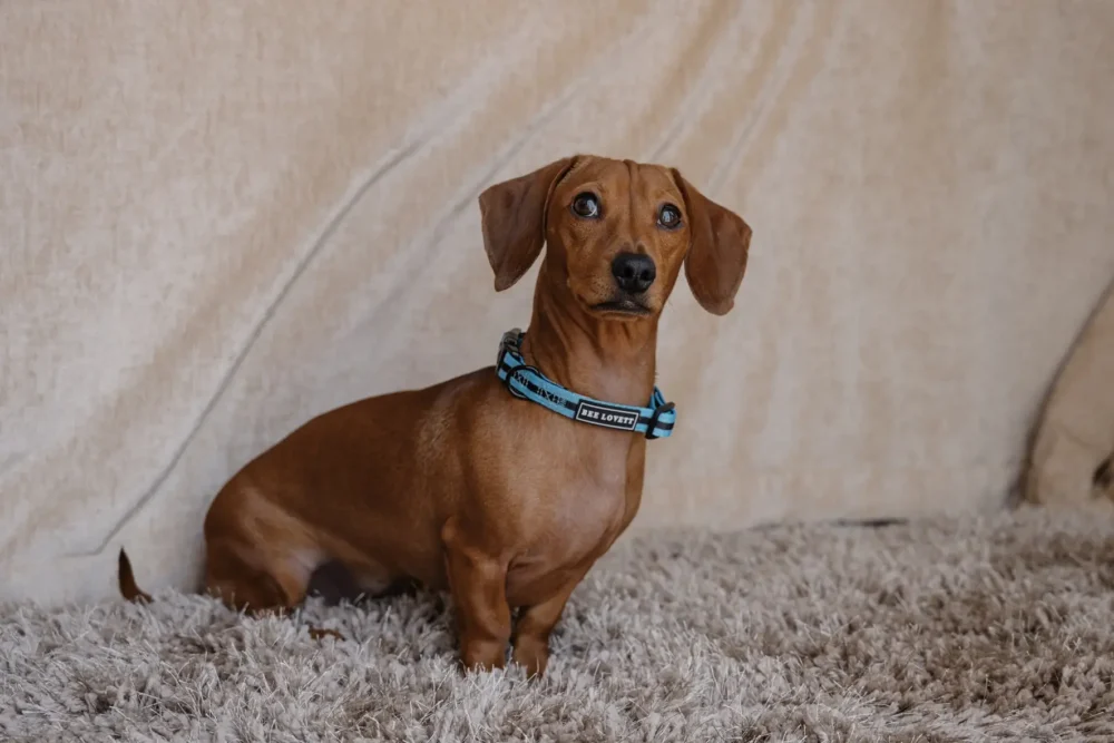 Dog Collar - Aqua Stripes - Image 7