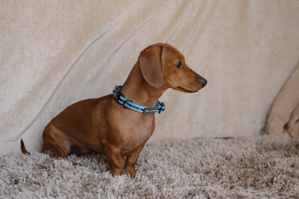 Dog Collar - Aqua Stripes - Image 8