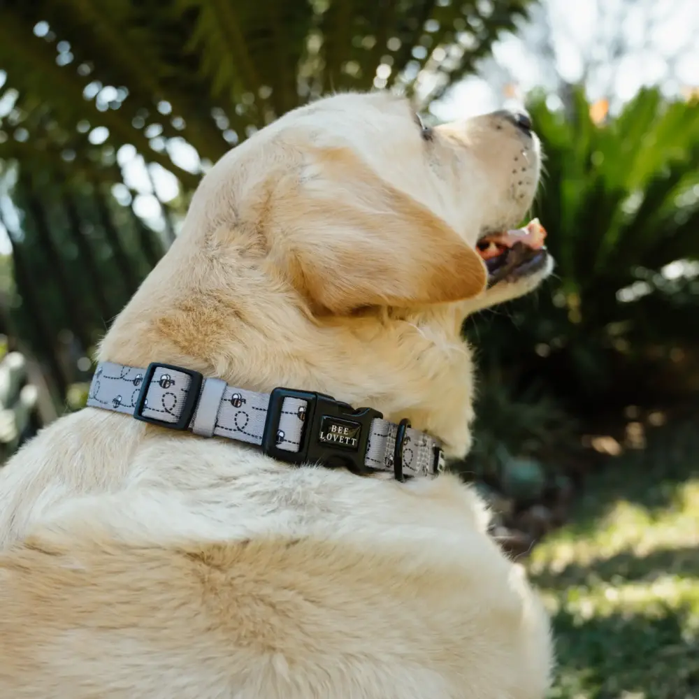 Dog Collar - Bee-You-Tiful - Image 6