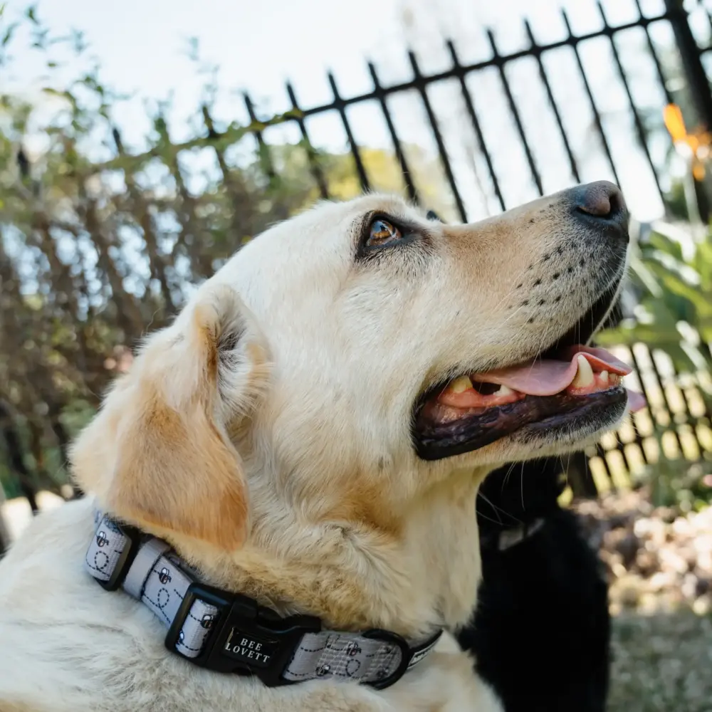 Dog Collar - Bee-You-Tiful - Image 8