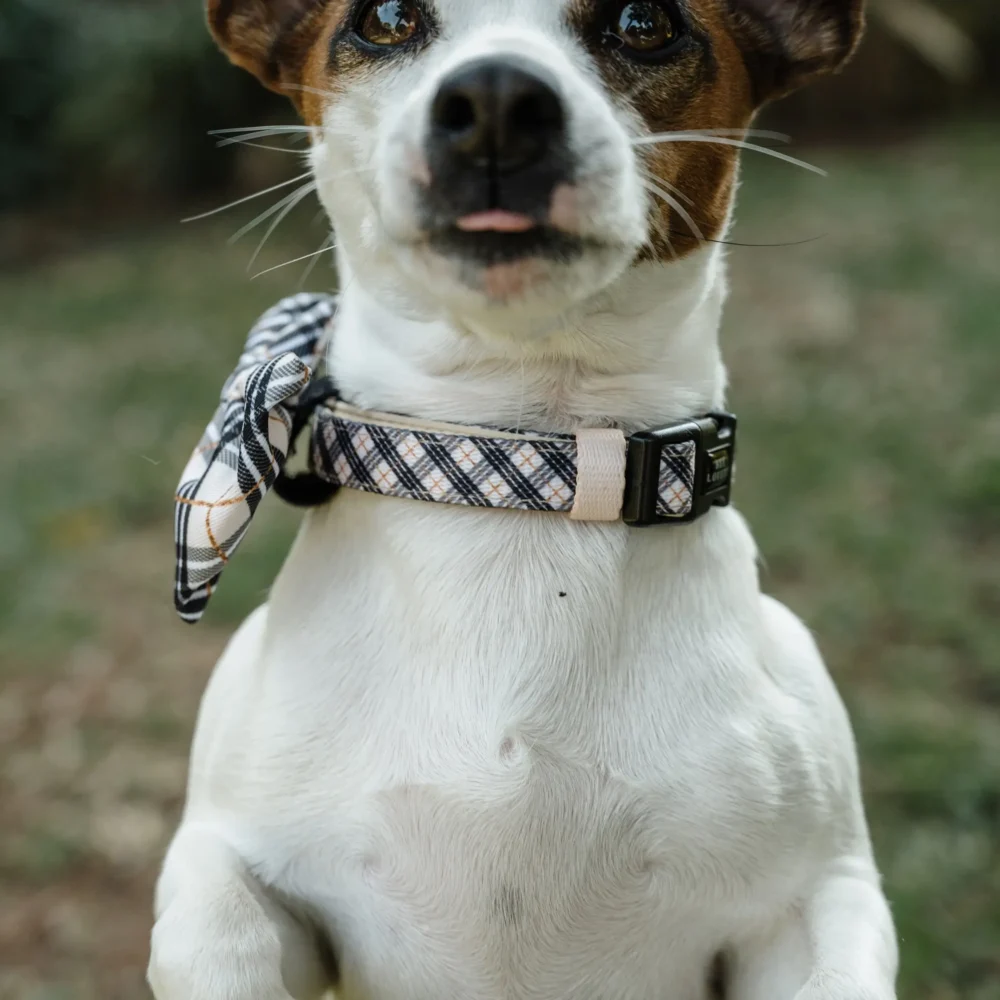 Dog Collar - Plaids - Image 7