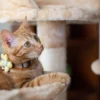 Cat Collar - Daisy Dreams - Yellow - Image 5