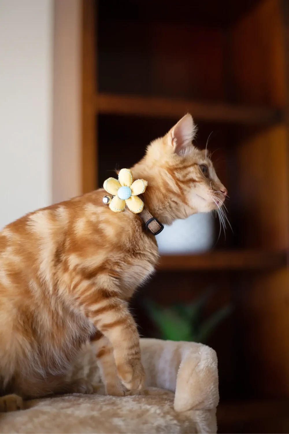 Cat Collar - Daisy Dreams - Yellow - Image 6