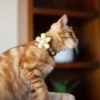 Cat Collar - Daisy Dreams - Yellow - Image 6